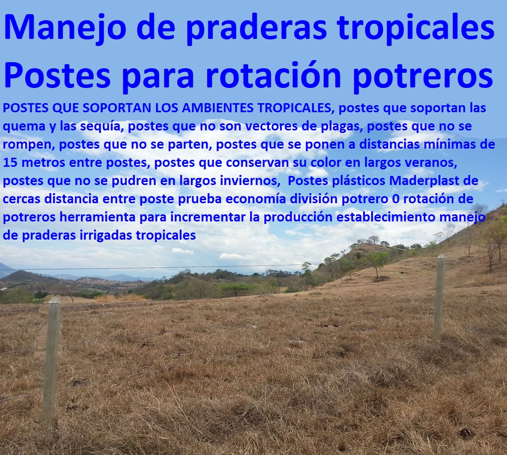 Postes plásticos Maderplast de cercas distancia entre poste prueba economía división potrero 0 rotación de potreros herramienta para incrementar la producción establecimiento manejo de praderas irrigadas tropicales 